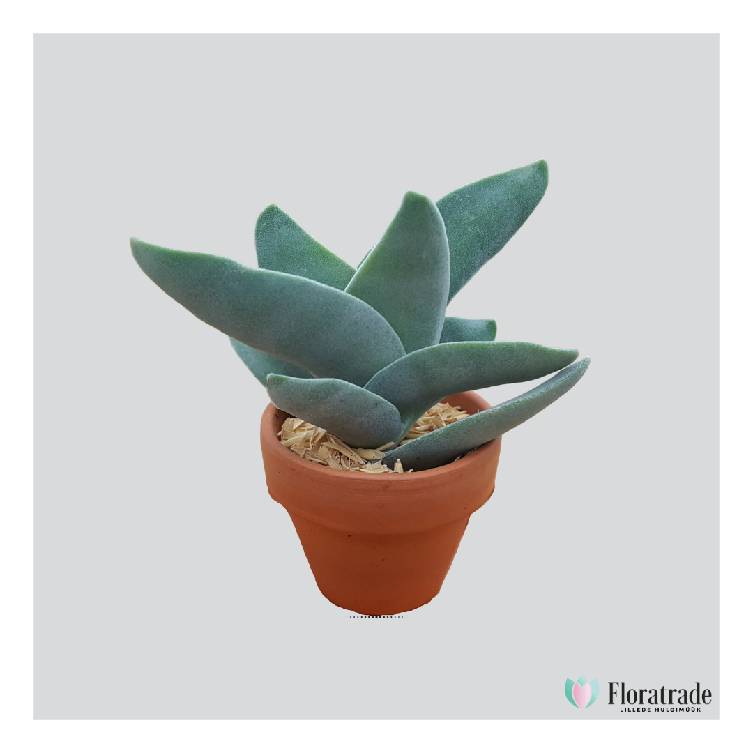 Crassula boomerang.png (421 KB)